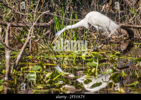 A Great Egret casts its reflection as it perches on a branch along the shore at Shark Valley in Everglades National Park in Florida. Stock Photo