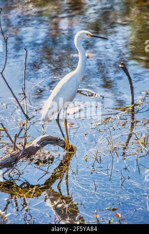 A Great Egret casts its reflection as it perches on a branch along the shore at Shark Valley in Everglades National Park in Florida. Stock Photo