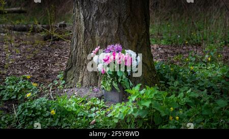 Bunch of colourful flowers in flower pot left outside at base of tall oak tree. Stock Photo