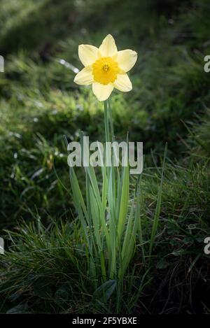 Single yellow daffodil stands alone on the side of a hill in a green field. Stock Photo