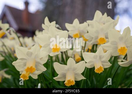 Group of blooming white and yellow daffodils in Dane John Gardens, Canterbury, Kent, England, Uk. Stock Photo