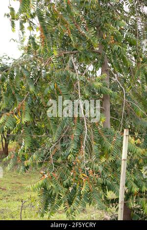 Custard Apples of the species Xylopia aromatica Stock Photo