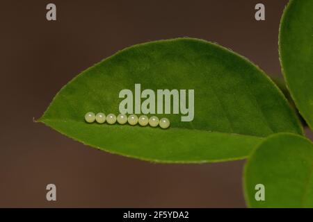 Eggs of some winged insect on a leaf Stock Photo