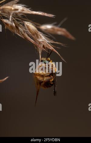 Apine Bees (Apinae Stock Photo - Alamy