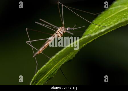 Adult Large Crane Fly of the Family Tipulidae Stock Photo