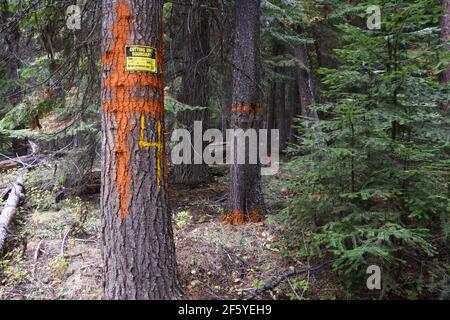 Old-growth forest proposed for logging in unit 4 of the Black Ram project. Kootenai National Forest, Montana. (Photo by Randy Beacham) Stock Photo