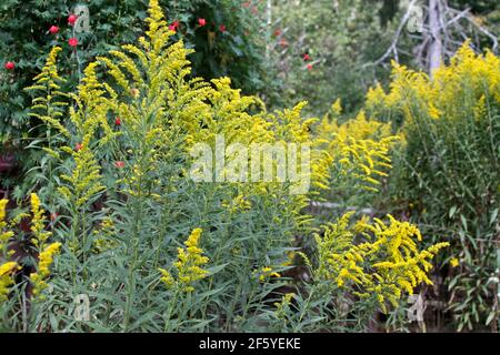 Colorful Yellow flowering goldenrod plants growing wild and tall  in springtime, a bane to those with allergies Stock Photo