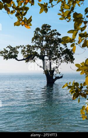 Coastal beach forest planted with mangrove tree species by the shore Stock Photo