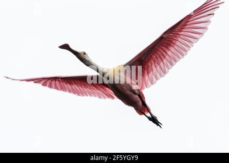 Pink Roseate spoonbill (Platalea ajaja) flying overhead beneath a white sky in St. Augustine, Florida. (USA) Stock Photo