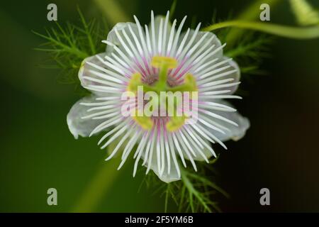 Selective focus Close up Macro image of a Stinking passion flower from above blooming in square format Stock Photo