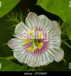 Selective focus Close up Macro image of a Stinking passion flower from above blooming in square format Stock Photo