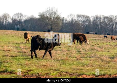 Black Angus crossbred calf walks across an early springtime pasture with other cows and calves in the background out-of-focus. Stock Photo