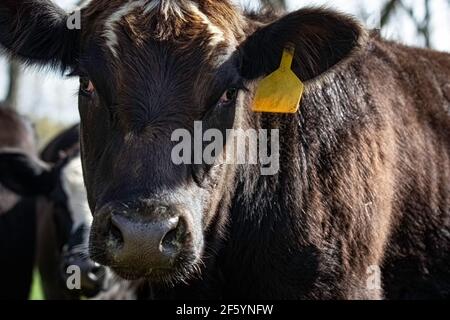 Angus crossbred heifer gets up close and personal with the camera as she curiously checks things out. Stock Photo
