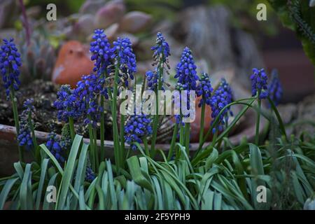 Grape hyacinths Muscari armeniacum 6659 Stock Photo