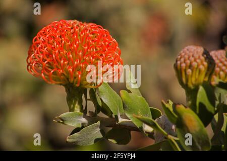 Leucospermum cordifolium (Nodding Pincushion)