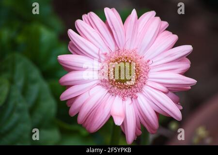 Pink Gerbera hybrid 10026 Stock Photo