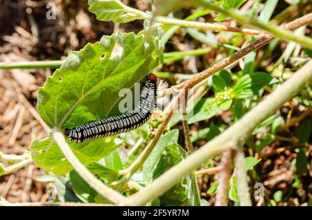 Melanchra Picta Caterpillar On Leaf Stock Photo