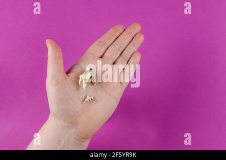 The teeth of the animal lie in the woman's palm. Two molars of one dog. A small Baby Tooth and the adult pet's fallen out tooth. Tartar. Dental health Stock Photo