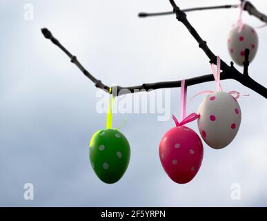 tree branch detail in the spring. colorful isolated plastic eggs. outdoor decoration to celebrate the Easter holidays. abstract view. low angle view. Stock Photo