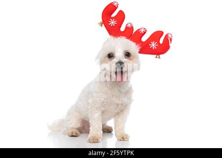 seated cute bichon dog is wearing red reindeer horns and sticking out tongue on white background Stock Photo