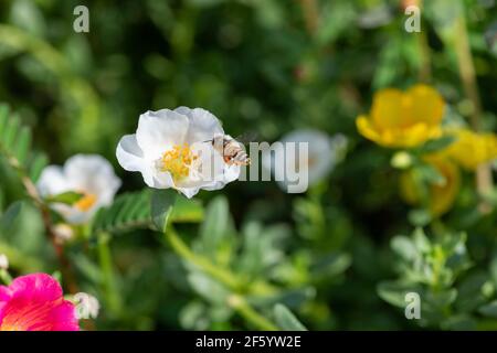 Honey bee in Portulaca grandiflora flower carrying pollens from one flower to another and collecting honey Stock Photo