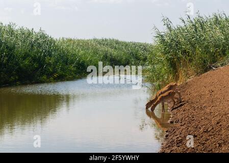 Saigas at a watering place drink water and bathe during strong heat and drought. Saiga tatarica is listed in the Red Book, Chyornye Zemli or Black Lan Stock Photo