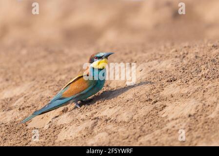 European bee-eater bird sit on a ground. Stock Photo
