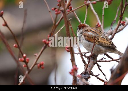 Little Sparrow on Apricot tree at spring Stock Photo