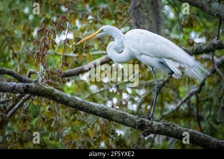 Elegant great egret (Ardea alba) at Sawgrass in Ponte Vedra Beach, Florida. (USA) Stock Photo