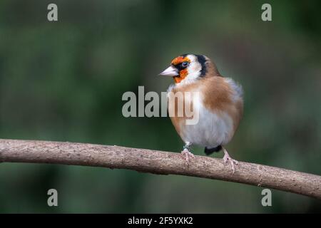 A goldfinch. carduelis, is perched on a wooden branch looking to the left Stock Photo