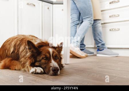 Border Collie dog sitting at the feet of the owners couple Stock Photo