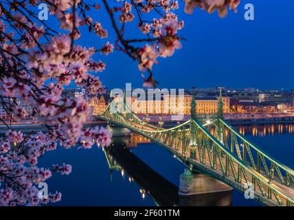 Budapest, Hungary - Illuminated Liberty Bridge over River Danube at dusk with cherry blossom tree at foreground taken from Gellert Hill. Spring has ar Stock Photo