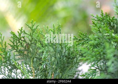 Decorative Thuja tree close up view with selective focus Stock Photo