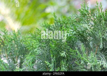 Thuja tree close up view with soft green bokeh background Stock Photo