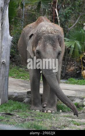 Los Angeles, California, USA 25th March 2021 A general view of atmosphere of Elephant at Los Angeles Zoo, which closed March 13, 2020 to August 26, 2020 due to pandemic and then closed December 7, 2020 and reopened on February 16, 2021 due to coronavirus Covid-19 Pandemic, shown here on March 25, 2021 in Los Angeles, California, USA. Photo by Barry King/Alamy Stock Photo Stock Photo