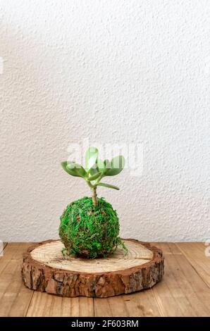 Kokedama of a succulent plant called crassula ovata or Jade plant. Selective focus. Stock Photo