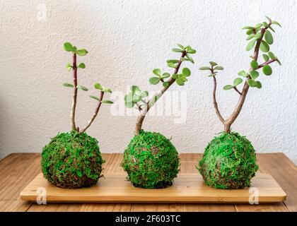 Three kokedamas (moss balls) of a succulent plant called Portulacaria afra also known as Mini Jade or Dwarf Jade. Stock Photo