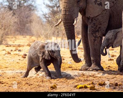 Young african elephant playing in the mud, Etosha National Park, Namibia Stock Photo
