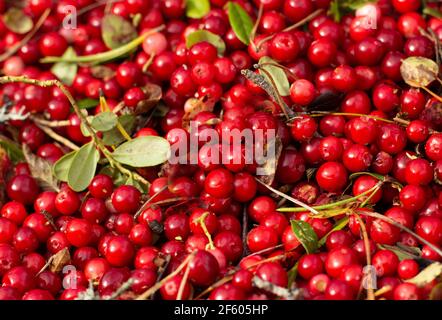 Full frame shot of cranberries - natural food background. Stock Photo