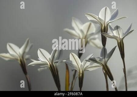 Macro Shot of Spring Starflower Group on Blurred  Background. Photo Taken in Early Morning. Stock Photo