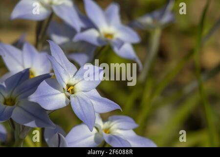 Spring Starflowers in Grasslike Leaves Background. Macro Photo With One Blossom in Focus. Stock Photo