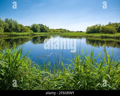 The wetlands in summer at Shapwick Heath National Nature Reserve, part of the Avalon Marshes in the Somerset Levels, England. Stock Photo