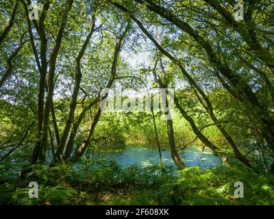 A wooded area on the edge of wetlands at Shapwick Heath National Nature Reserve, part of the Avalon Marshes in the Somerset Levels, England. Stock Photo