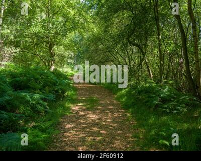A pathway through a wooded area at Shapwick Heath National Nature Reserve, part of the Avalon Marshes in the Somerset Levels, England. Stock Photo