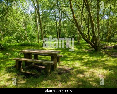 A picnic table in a wooded area at Shapwick Heath National Nature Reserve, part of the Avalon Marshes in the Somerset Levels, England. Stock Photo