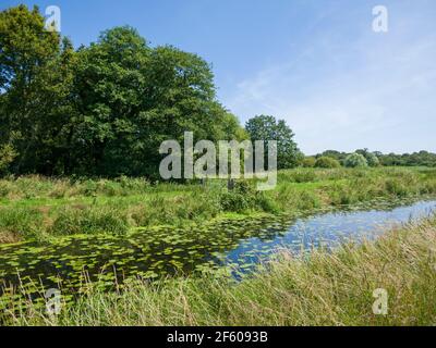 The South Drain drainage ditch at Shapwick Heath National Nature Reserve, part of the Avalon Marshes in the Somerset Levels, England. Stock Photo