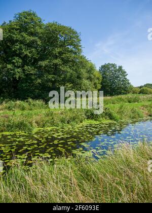 The South Drain drainage ditch at Shapwick Heath National Nature Reserve, part of the Avalon Marshes in the Somerset Levels, England. Stock Photo