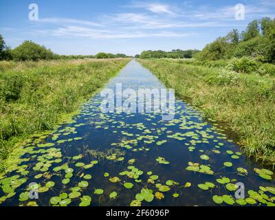 The South Drain drainage ditch at Shapwick Heath National Nature Reserve, part of the Avalon Marshes in the Somerset Levels, England. Stock Photo