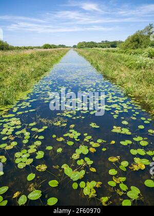 The South Drain drainage ditch at Shapwick Heath National Nature Reserve, part of the Avalon Marshes in the Somerset Levels, England. Stock Photo