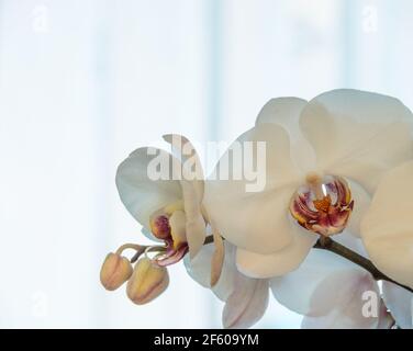 flower of a white orchid on a light blue background Stock Photo
